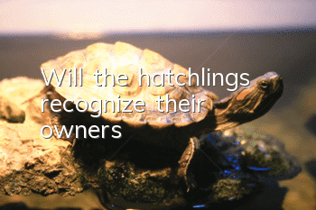 Will the hatchlings recognize their owners?