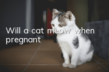 Will a cat meow when pregnant?