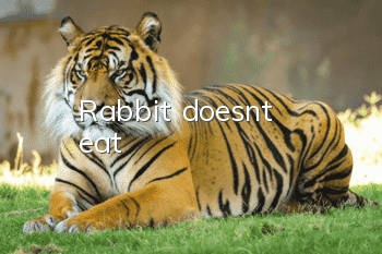 Rabbit doesn't eat