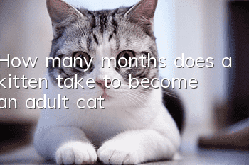 How many months does a kitten take to become an adult cat?