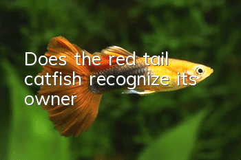 Does the red tail catfish recognize its owner?