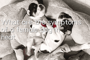 What are the symptoms of a female dog in heat?