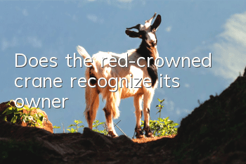 Does the red-crowned crane recognize its owner?