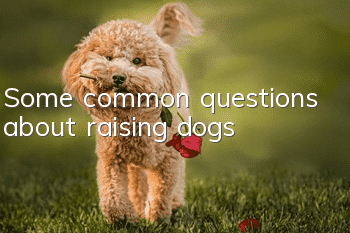 Some common questions about raising dogs