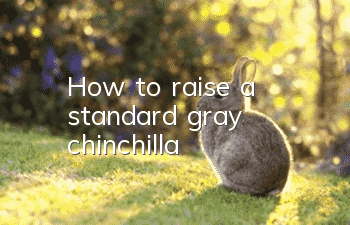 How to raise a standard gray chinchilla