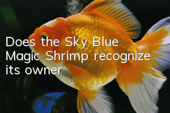 Does the Sky Blue Magic Shrimp recognize its owner?