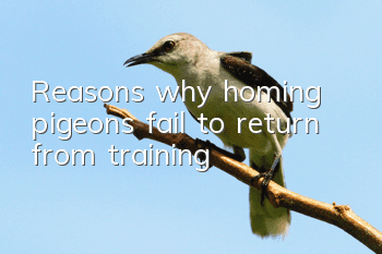 Reasons why homing pigeons fail to return from training