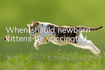 When should newborn kittens be vaccinated?