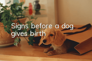 Signs before a dog gives birth