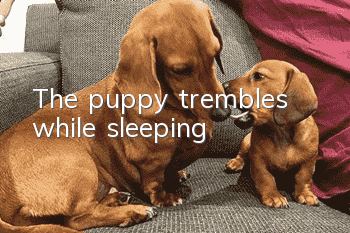 The puppy trembles while sleeping