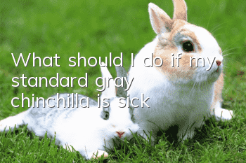 What should I do if my standard gray chinchilla is sick?