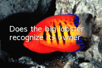 Does the big lobster recognize its owner?