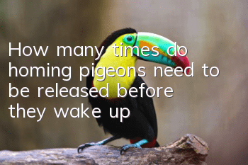 How many times do homing pigeons need to be released before they wake up?