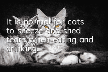 It is normal for cats to sneeze and shed tears when eating and drinking.