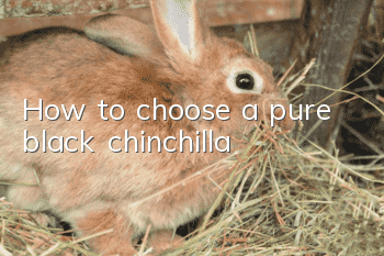 How to choose a pure black chinchilla