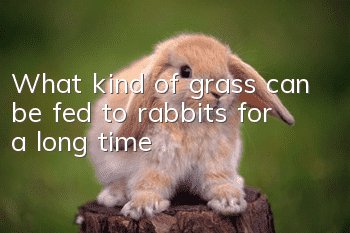 What kind of grass can be fed to rabbits for a long time?