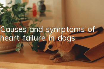 Causes and symptoms of heart failure in dogs