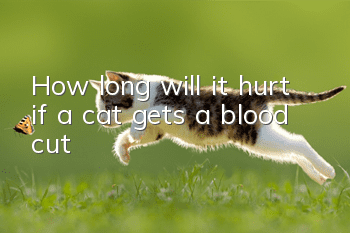 How long will it hurt if a cat gets a blood cut?