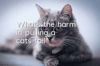 What's the harm in pulling a cat's tail?