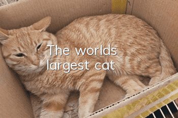 The world's largest cat