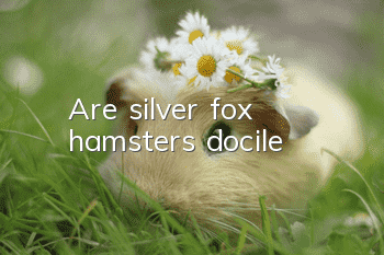 Are silver fox hamsters docile?