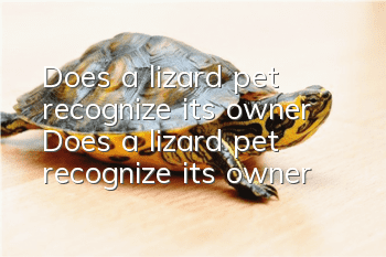 Does a lizard pet recognize its owner? Does a lizard pet recognize its owner?