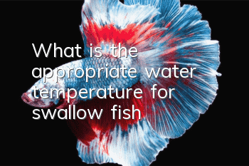 What is the appropriate water temperature for swallow fish?