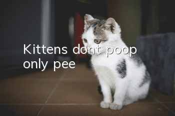 Kittens don’t poop, only pee