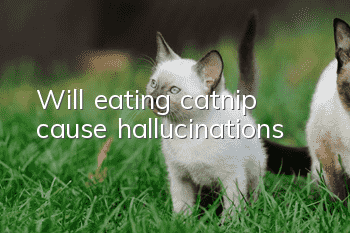 Will eating catnip cause hallucinations?