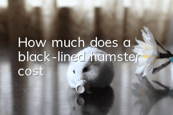 How much does a black-lined hamster cost?