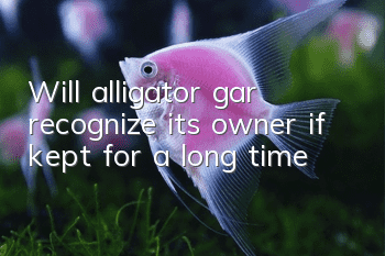 Will alligator gar recognize its owner if kept for a long time?