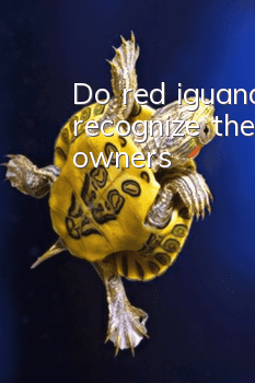 Do red iguanas recognize their owners?