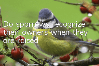 Do sparrows recognize their owners when they are raised?