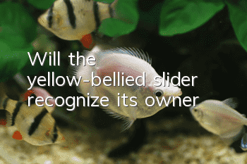 Will the yellow-bellied slider recognize its owner?