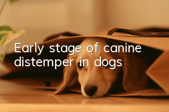 Early stage of canine distemper in dogs