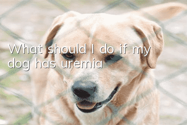 What should I do if my dog ​​has uremia?