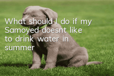 What should I do if my Samoyed doesn’t like to drink water in summer?