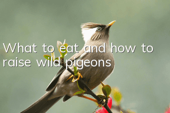 What to eat and how to raise wild pigeons