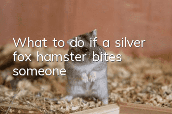 What to do if a silver fox hamster bites someone