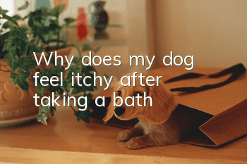 Why does my dog ​​feel itchy after taking a bath?