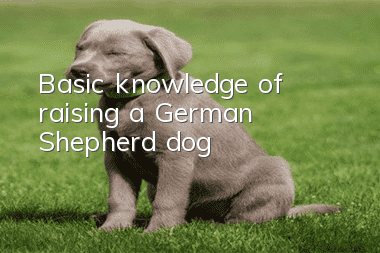 Basic knowledge of raising a German Shepherd dog