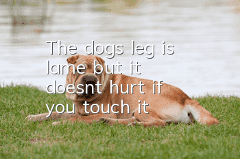 The dog's leg is lame but it doesn't hurt if you touch it