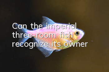 Can the imperial three-room fish recognize its owner?