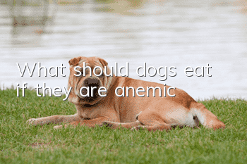 What should dogs eat if they are anemic?