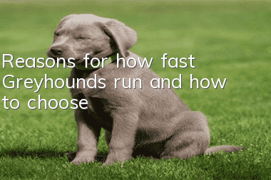 Reasons for how fast Greyhounds run and how to choose