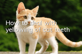 How to deal with yellowing of cat teeth