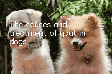 The causes and treatment of gout in dogs