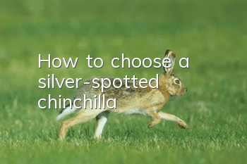 How to choose a silver-spotted chinchilla