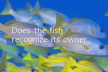 Does the fish recognize its owner?