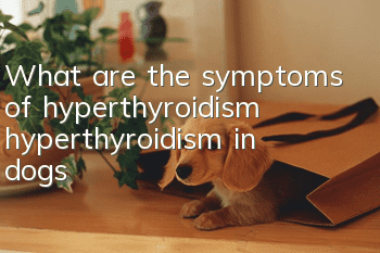 What are the symptoms of hyperthyroidism (hyperthyroidism) in dogs?